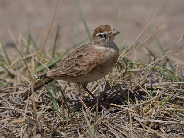<h3><a href="/trips/tanzania/biota/animalia/chordata/aves/040 passeriformes/073 alaudidae/calandrella cinerea/calandrella cinerea-nl.html">Calandrella&nbsp;cinerea</a> / Red‑capped&nbsp;lark / Roodkapleeuwerik</h3>OM-1 Mark II met OLYMPUS M.150-400mm F4.5 TC, 1/2500 sec  bij F6.3, ISO 200, afstand 8.28&nbsp;m